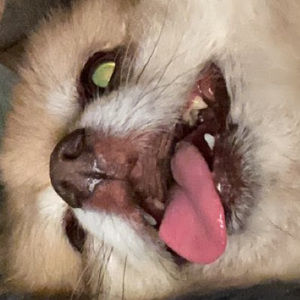 Meet your Posher, Alex